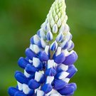 50 Lupine Russell Governor FLOWER Lupine Seeds Fresh Garden