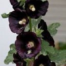 Hollyhock Watchman Black Hollyhock Holly Hock 50 Seeds Fresh Garden