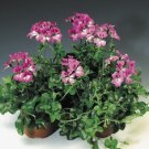 Film Coated Tornado Bicolor Duet 15 Geranium Trailing Geranium Seeds Fresh Garden