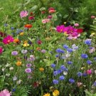 3 Wildflower Mix Pacific Northwest Wildflower 2000 Seeds Fresh Garden