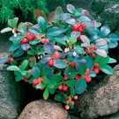 50 Wintergreen Gaultheria Procumbens Seeds Fresh Garden