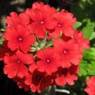 Verbena Quartz XP Scarlet 50 Verbena Seeds Fresh Garden