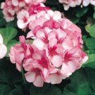15 Film Coated Maverick Star Geranium Seeds Fresh Garden