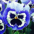 Pansy Snow Pansy Blue And White Blotch 50 Flower snowpansy Seeds Fresh Garden
