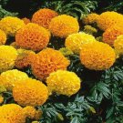 Marigold African Marigold Antigua Mix 50 Marigold Seeds Fresh Garden