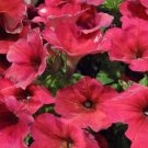 Pelleted Petunia Easy Wave Berry Velour 25 petunia Seeds Fresh Garden