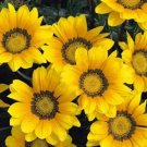 50 Gazania Day Yellow Flower Seeds Fresh Garden