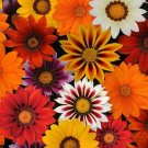 50 Gazania Day Sunny Side Up Mix Flower Seeds Fresh Garden