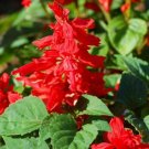 Salvia Salvia Mojave Red 50 Flower Seeds Fresh Garden