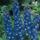 50 Delphinium Pacific Giant Blue Bird Flower Seeds Fresh Garden