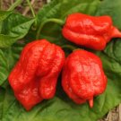 Hot Pepper Scorcher Pepper Ghost Screaming Red 15 Seeds Fresh Garden
