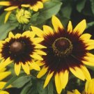Rudbeckia Sonora 50 Rudbeckia Black Eyed Susan Seeds Fresh Garden