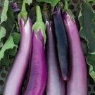 Purple Comet Egg 50 Egg Seeds Fresh Garden