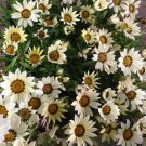 50 Gazania Day White Flower Seeds Fresh Garden