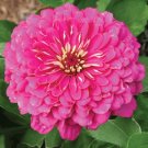 50 Zinnia Higro Rose Flower Flower Seeds Fresh Garden