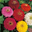 50 Zinnia Higro Mix Flower Flower Seeds Fresh Garden