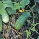 Cucumber National Pickling 100 Pickling Cucumber Seeds Fresh Garden