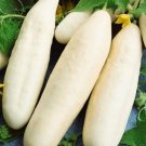 Cucumber White Wonder 50 Cucumis Sativus Cucumber Seeds Fresh Garden