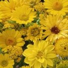 500 Wildflower Yellow Wildflower Mix Wild Flower Flower Seeds Fresh Garden