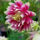 Aquilegia Barlow Nora 50 Columbine Seeds Fresh Garden