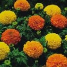 Marigold Cracker Jack Mix African Marigold 500 Seeds Fresh Garden