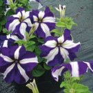 50 pelleted petunia Tango Blue Star Petunia flower Seeds Fresh Garden