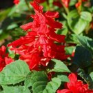 50 Salvia Vista Red Flower Seeds Fresh Garden