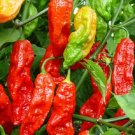 50 Pepper Bhut Jolokia Red Ghost Pepper Seeds Fresh Garden