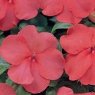50 Impatiens Super Elfin XP Salmon Flower Impatiens Seeds Fresh Garden
