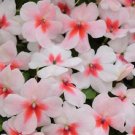 50 Impatiens Super Elfin XP Cherry Splash Flower Impatiens Seeds Fresh Garden 50 Impatiens Super Elfin XP Cherry Splash Flower Impatiens Seeds Fresh Garden