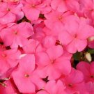 50 Impatiens Super Elfin Lipstick Flower Impatiens Seeds Fresh Garden