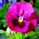 50 Pansy Character Faces Rose FLOWER Seeds Fresh Garden