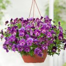 15 Pansy Cool Wave Raspberry Trailing Pansy HANGING PANSY Seeds Fresh Garden