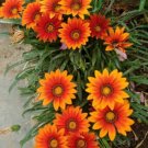 Gazania Leader Bronze 50 Flower Seeds Fresh Garden