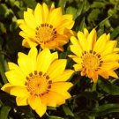 Gazania Leader Yellow 50 Flower Seeds Fresh Garden