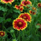 Gaillardia Goblin Gaillardia 100 Blanket Flower Seeds Fresh Garden