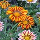Gazania Big Kiss Mix 50 Flower Seeds Fresh Garden