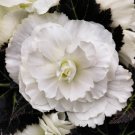 Begonia 15 Nonstop Mocca White Pelleted Seeds Fresh Garden