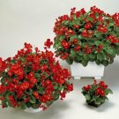 Begonia Higro Rose 50 Pelleted flower Seeds Fresh Garden Begonia Higro Rose 50 Pelleted flower Seeds Fresh Garden