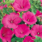 Rose Mallow Loveliness French Mallow 50 Hollyhock Seeds Fresh Garden