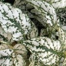 50 Hypoestes Splash Select White Hypoestes Seeds Fresh Garden