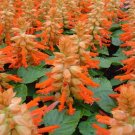 50 Salvia Reddy Salmon Flower Seeds Fresh Garden