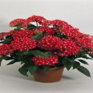 25 Pelleted Pentas Look Red Pentas Star Flower Seeds Fresh Garden