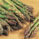 300 Asparagus Mary Washington Asparagus Seeds Fresh Garden