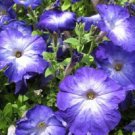 50 Pelleted Petunia Merlin Blue Morn Seeds Fresh Garden 50 Pelleted Petunia Merlin Blue Morn Seeds Fresh Garden