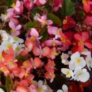 Begonia Babywing Mix 15 Pelleted Begonia X hybrida Seeds Fresh Garden