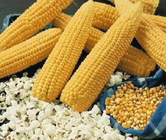 100 Robust Popcorn Corn Seeds Fresh Garden