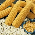 100 Robust Popcorn Corn Seeds Fresh Garden