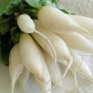 1500 White Icicle Radish 30 days Seeds Fresh Garden