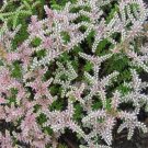 Sedum 100 Sedum Seastar Ground Cover Seeds Fresh Garden
